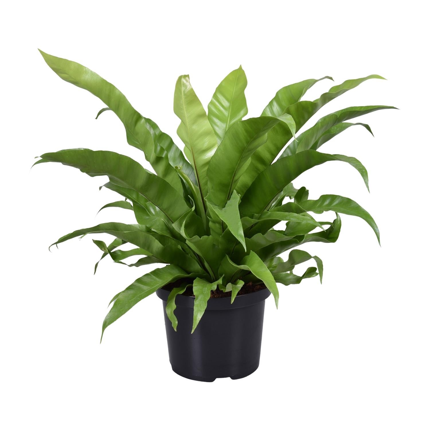Asplenium Antiquum Paproć Gniazdo Ptaka Japońska - Ø23cm - Wysokość 60cm