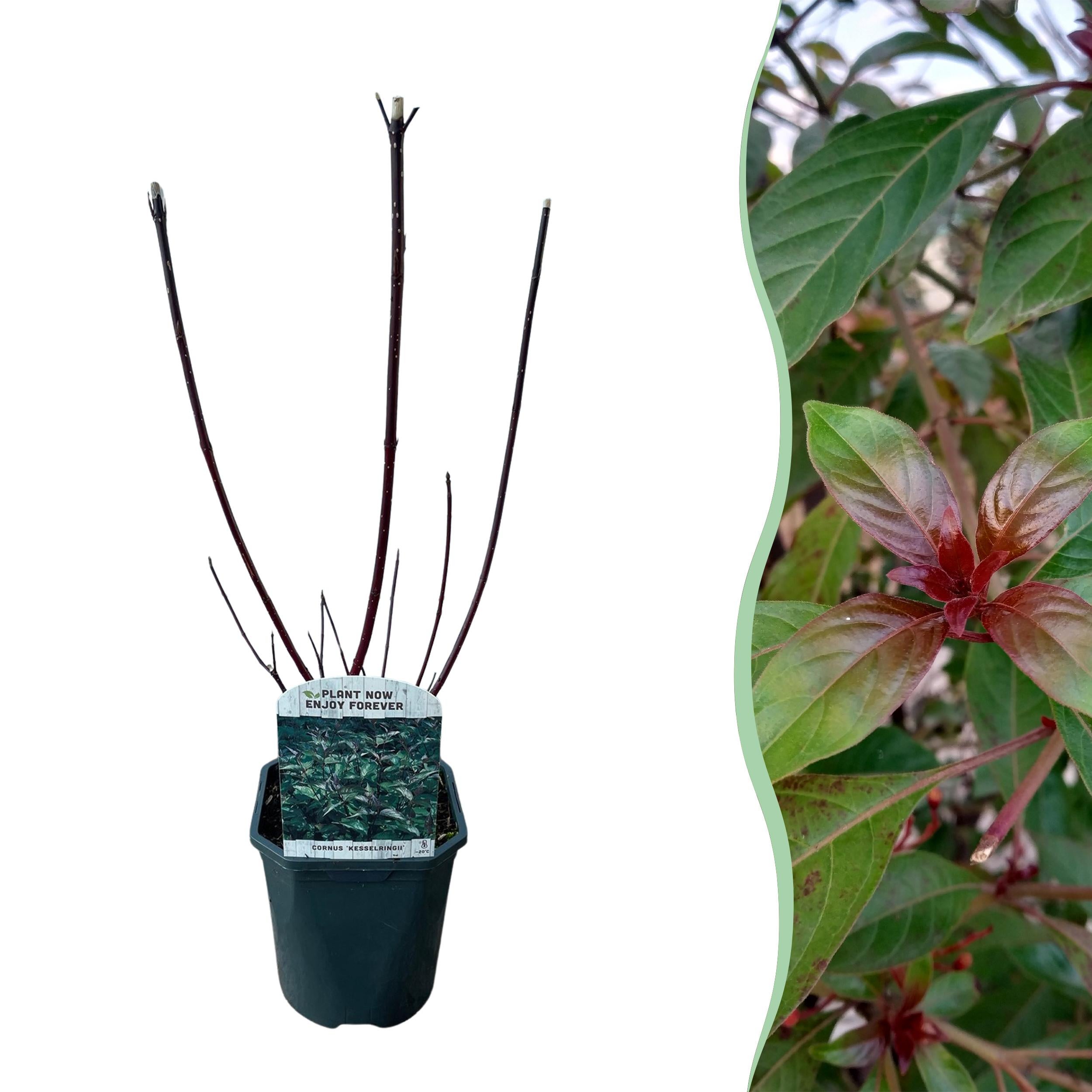 Cornus alba Kesselringii – Krzew z fioletowymi gałęziami – 1 roślina – Liściasty – Niska pielęgnacja – Doniczka 17 cm – Wysokość 45 cm