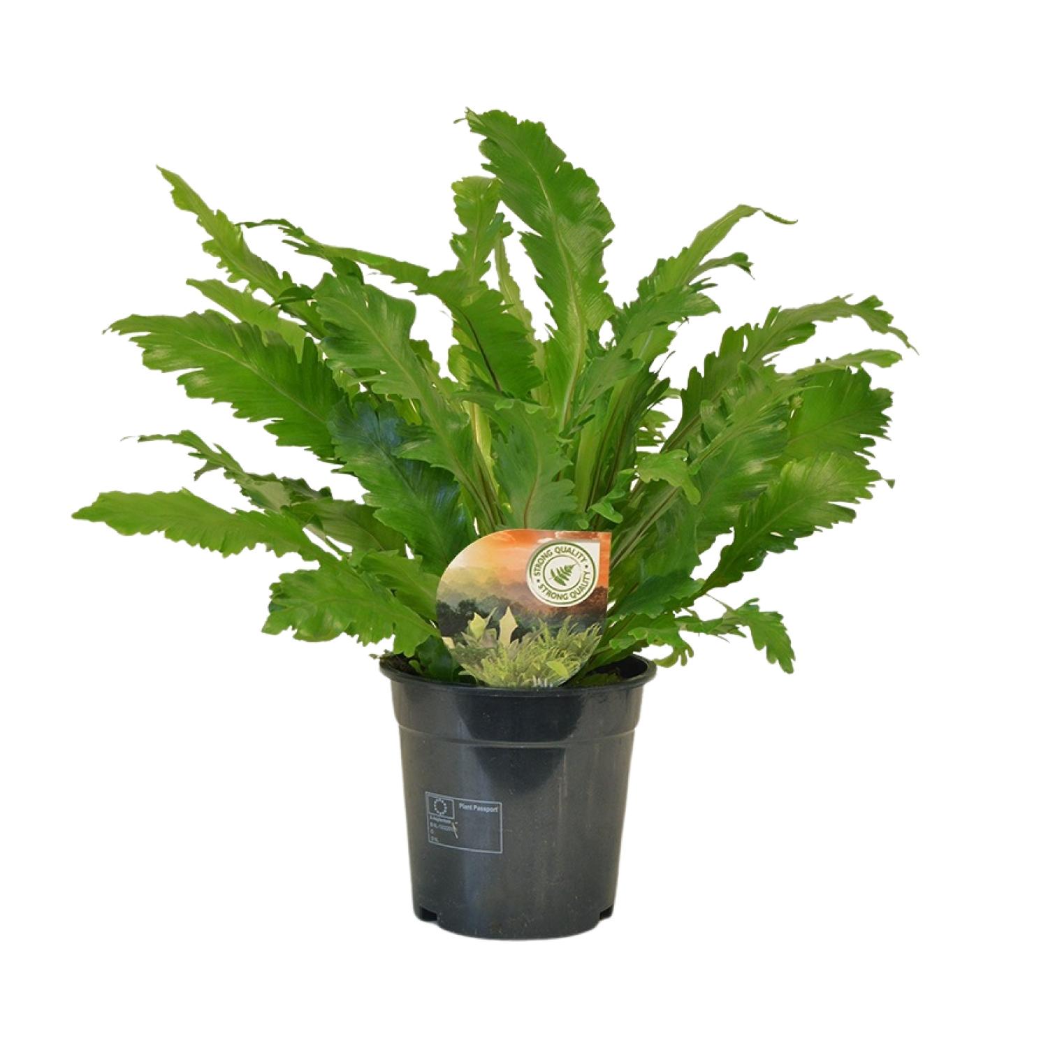 Asplenium Campio Ø17cm, Wysokość 50cm, Elegancka Paproć do Wnętrz