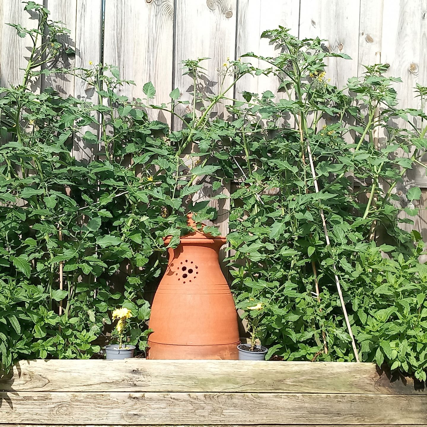 Pure garden - 9