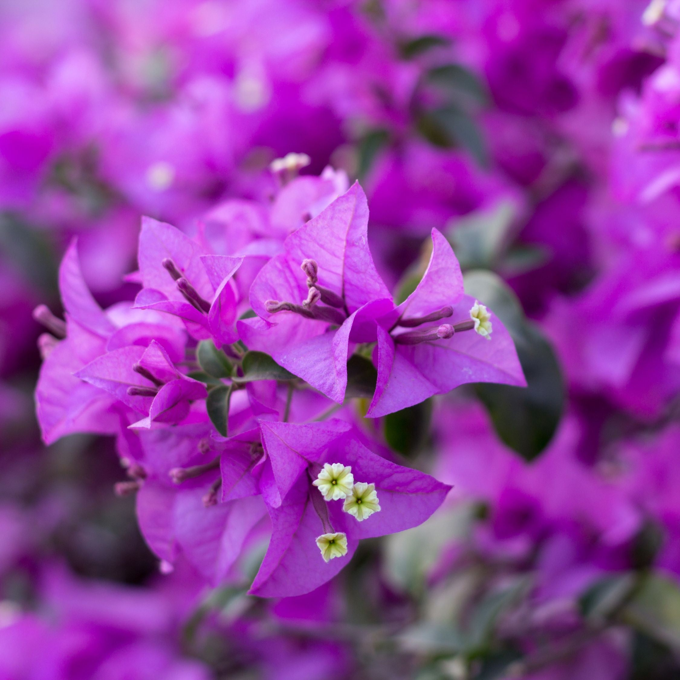 Bougainvillier - Bougainvillea 'Alexandra' - Hauteur 50-60cm - ⌀17cm - 4