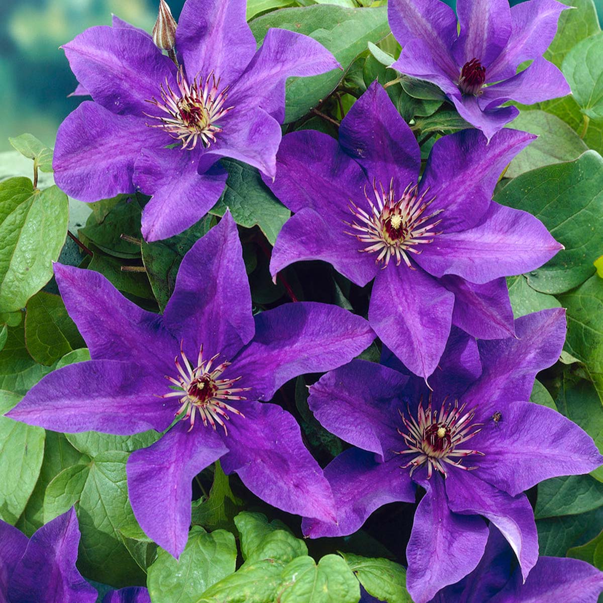 Clematis 'The President' - Clématite violette - Plantes grimpantes - H. 50-70 cm - P. 15 cm - 3