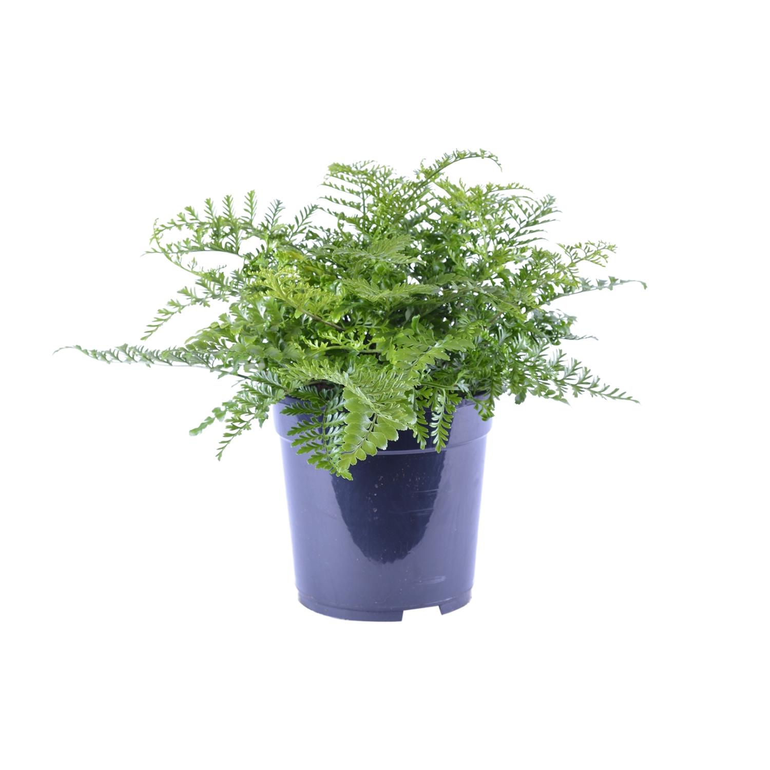 Asplenium Parvati - Paproć ozdobna do wnętrz - Doniczka Ø21cm - Wysokość 40cm