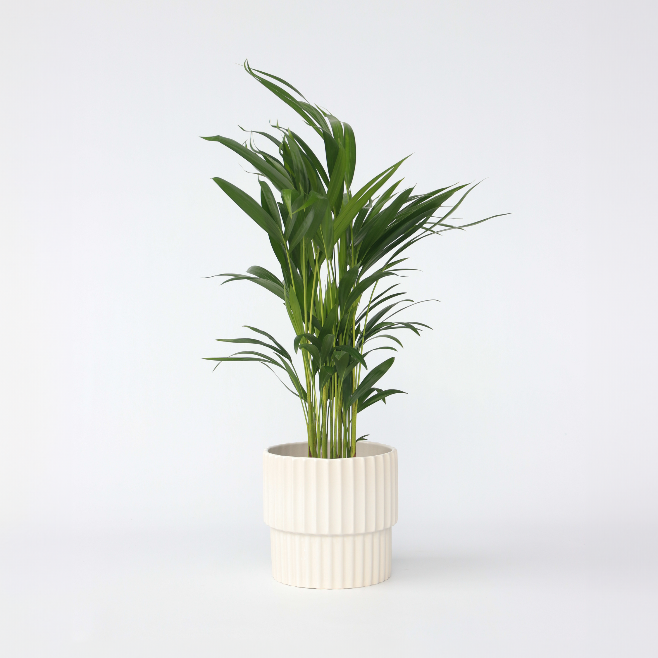 Palmier areca - Dypsis lutescens - Hauteur 60-70cm - ⌀17cm - 6