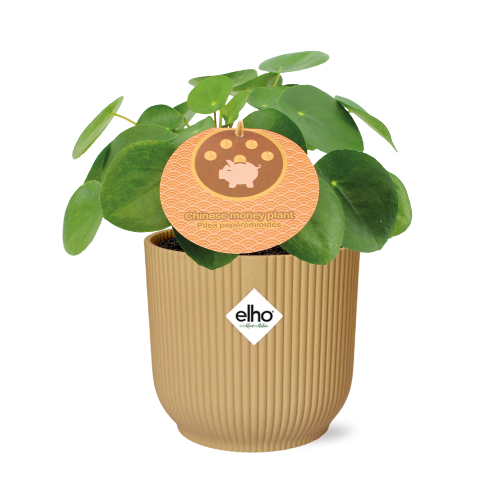 Pilea Peperomioides 12cm w doniczce ELHO Vibes Fold 14cm żółtej – Oryginalna i łatwa w pielęgnacji roślina doniczkowa