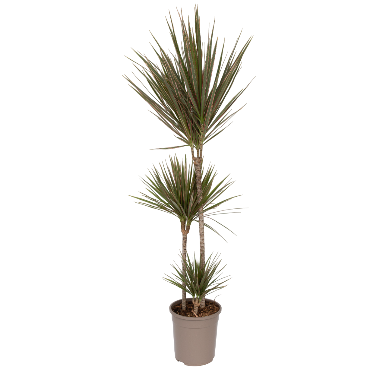 POWERS TO FLOWERS - DRACENA COMPACTA ROBUSTA, IN VASO 18cm DIAMETRO Pianta Vera B0bhl4rk7g