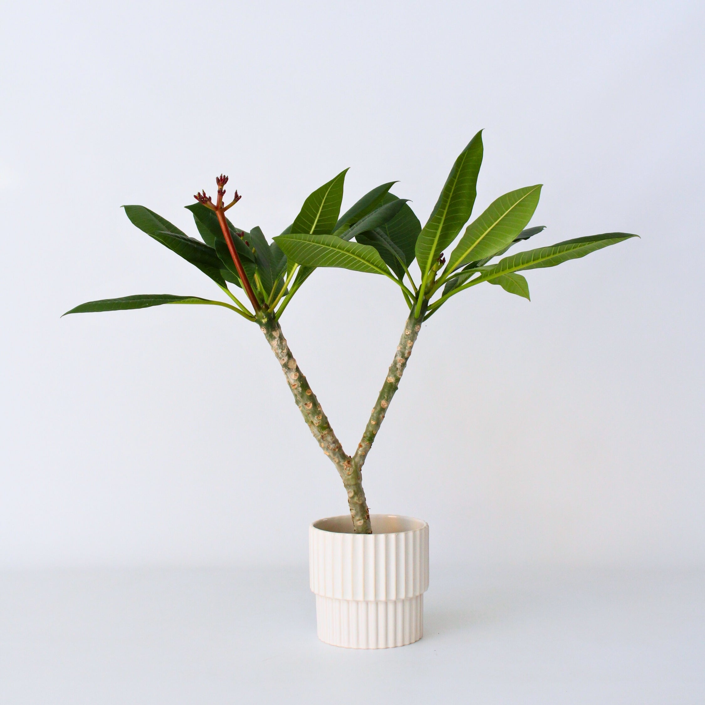 Frangipanier hawaii - Plumeria rubra 'Blanc' - Hauteur 55-70cm - ⌀17cm - 6