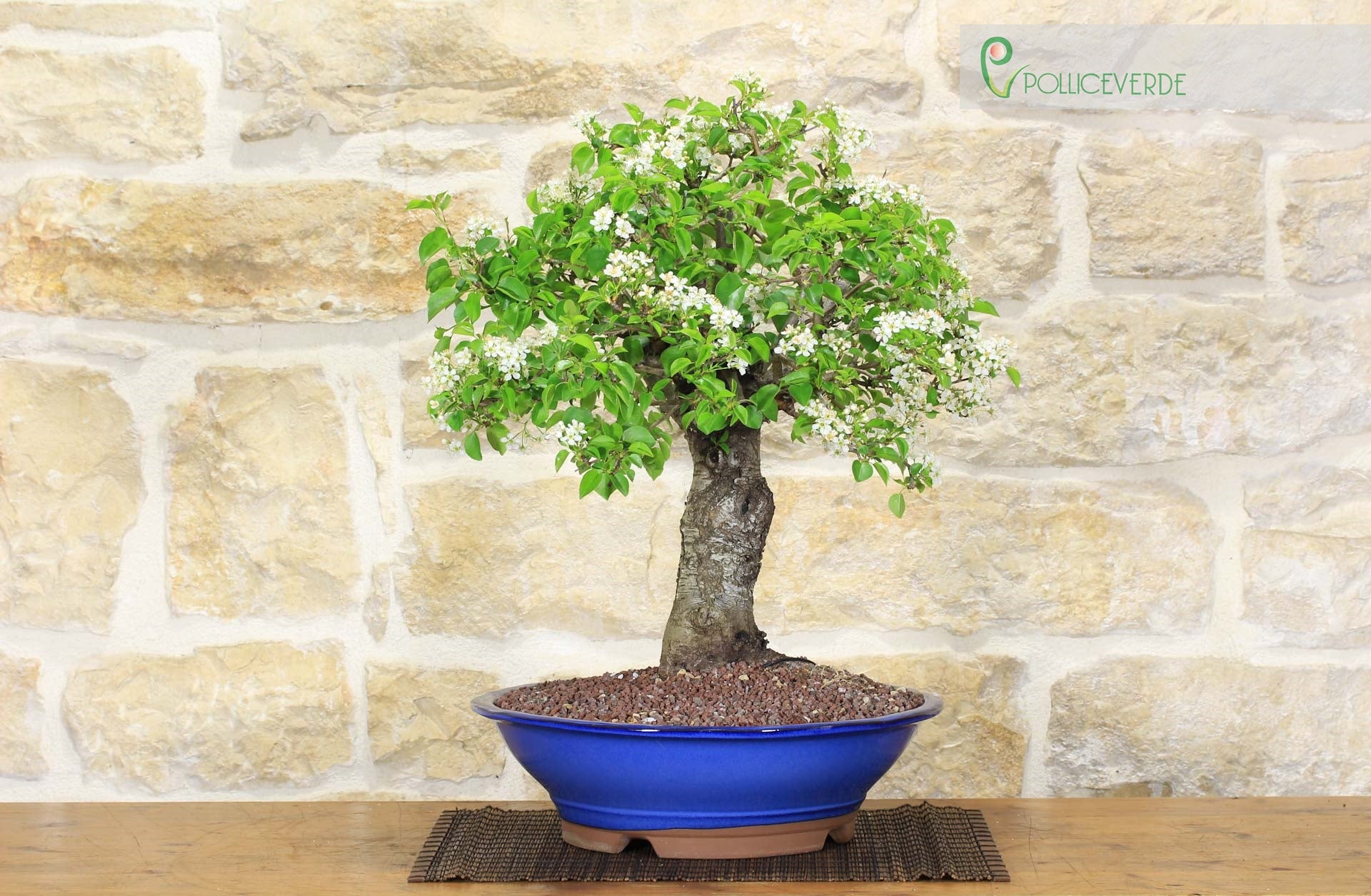 Bonsai di Ciliegio Selvatico (150) | Leroy Merlin