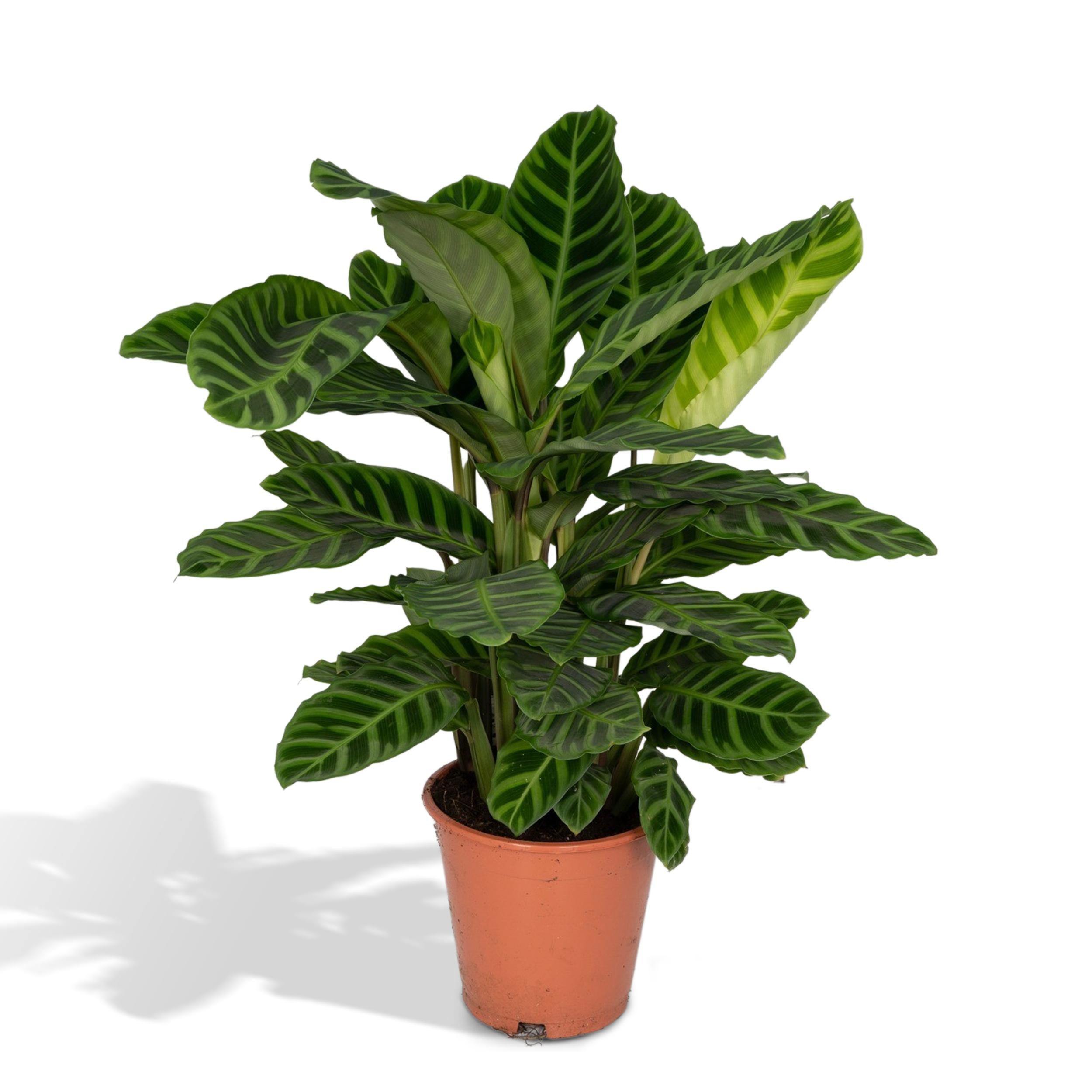 Calathea Zebrina - Roślina Doniczkowa Paw - Doniczka 19cm - 80cm