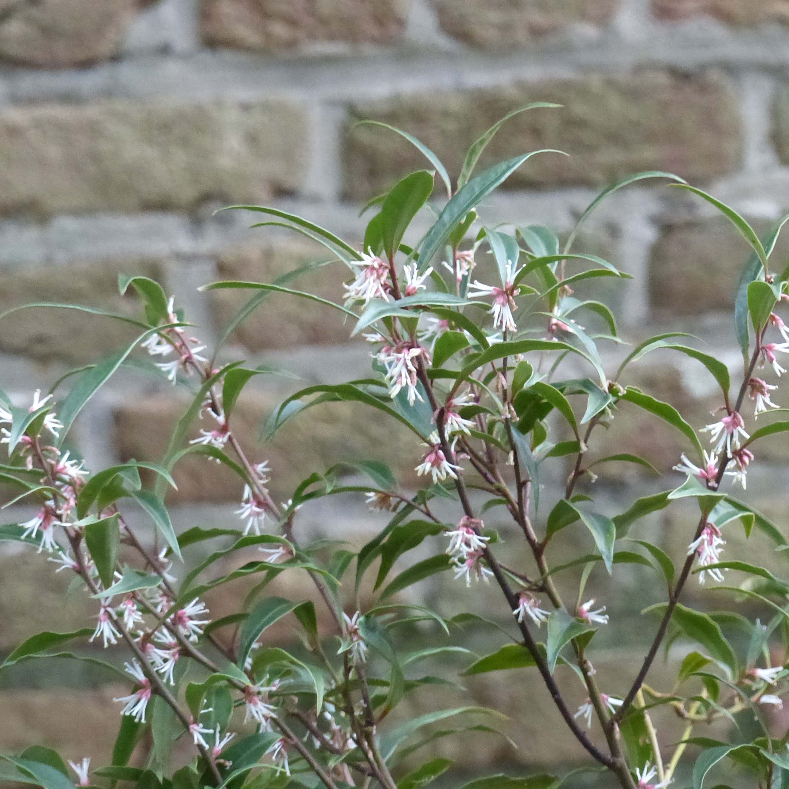 Sarcococca 'Digyna Purple Stem' Pot de 2L/3L | Leroy Merlin