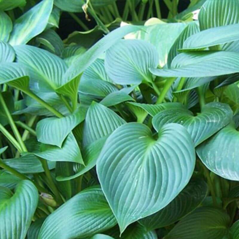 Collection de 13 vivaces mi-ombre - - Pépinières Naudet - 5