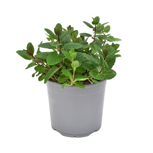 Menta Mix Cespuglio 14 - Pack da 4 - 2