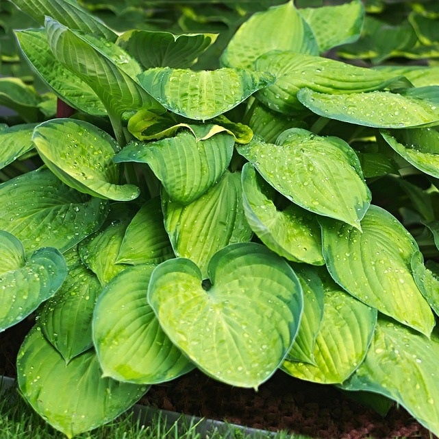 6 x Hosta - Hosta hybrida 'Guacamole' - godet 9x9 cm | Leroy Merlin