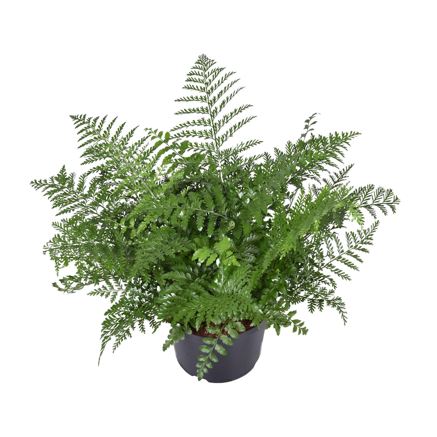 Asplenium Parvati Paproć ozdobna - Roślina doniczkowa Ø23cm - Wysokość 55cm