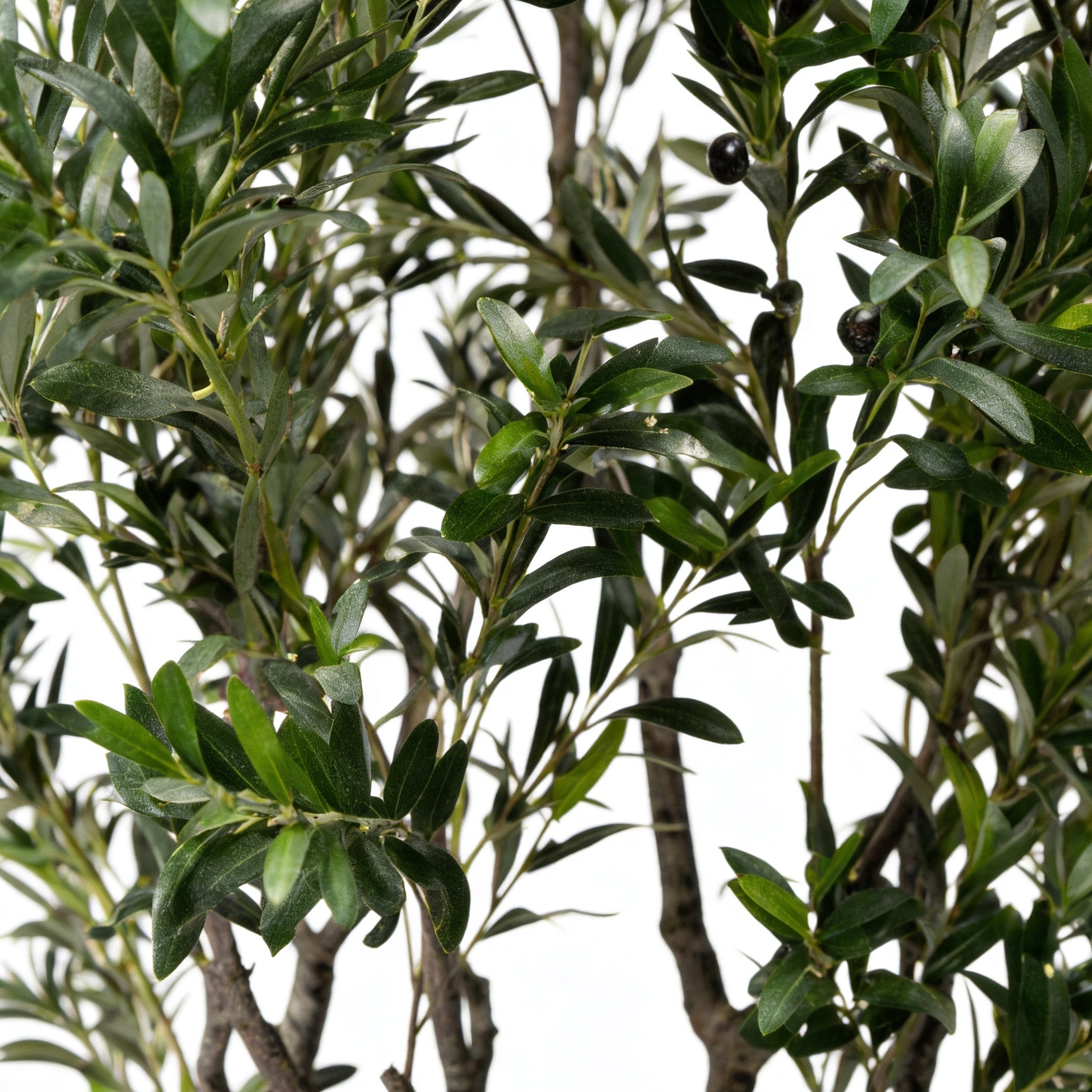 Planta artificial decorativa Olivo de 210 cm en maceta color verde - 3