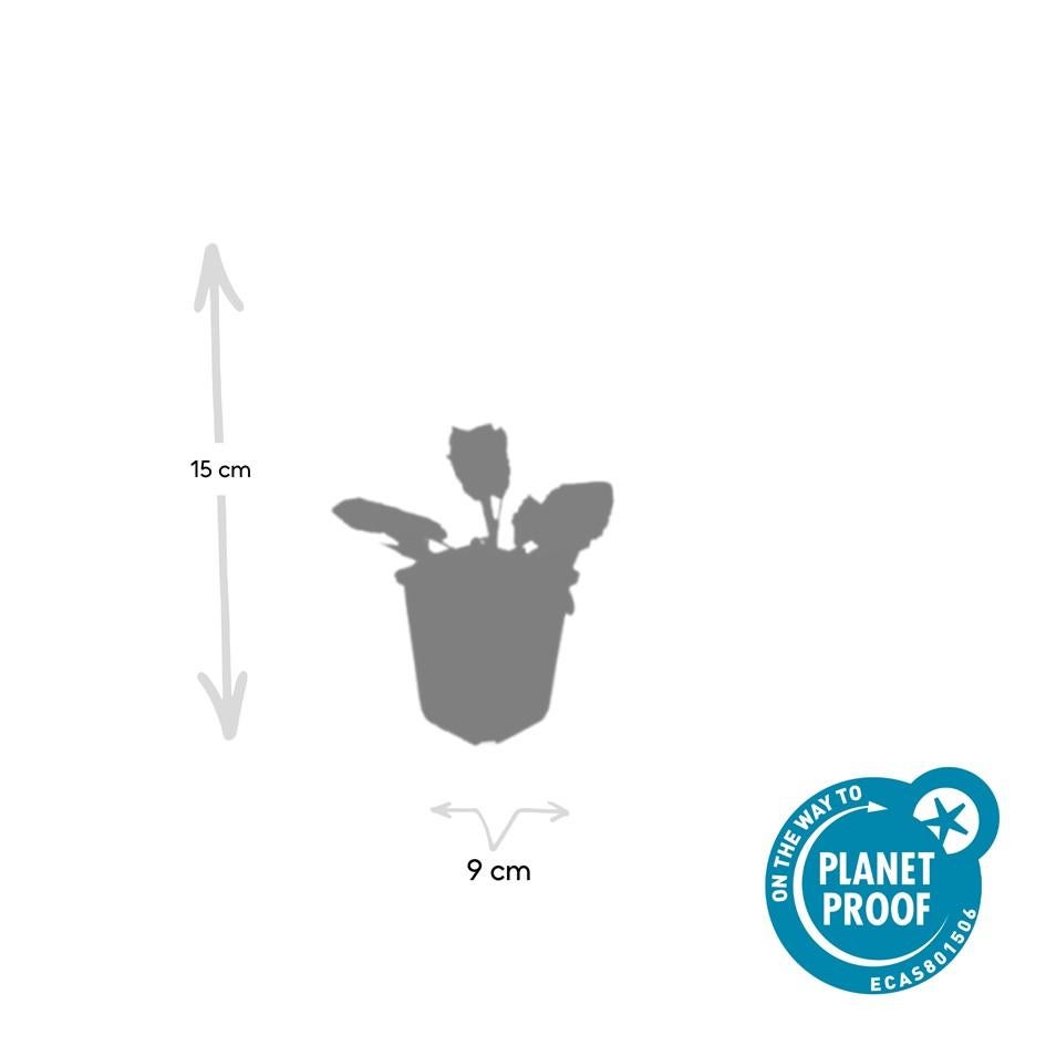 Salvia nemorosa 'Caradonna', 10-25 cm de hauteur, 9 cm Ø– MOSELOTA Green - 4