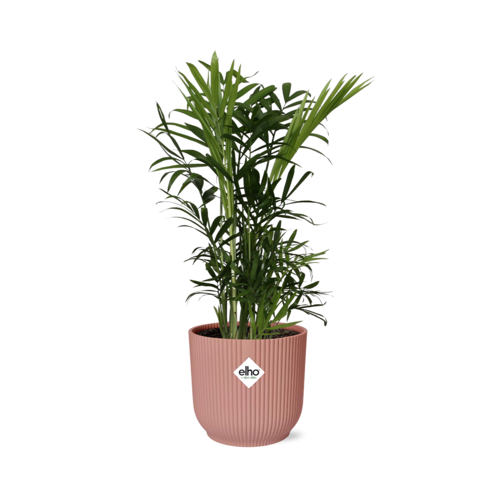 Chamaedorea Elegans - Karłowata palma doniczkowa w ozdobnej doniczce ELHO Vibes Fold 14cm różowej