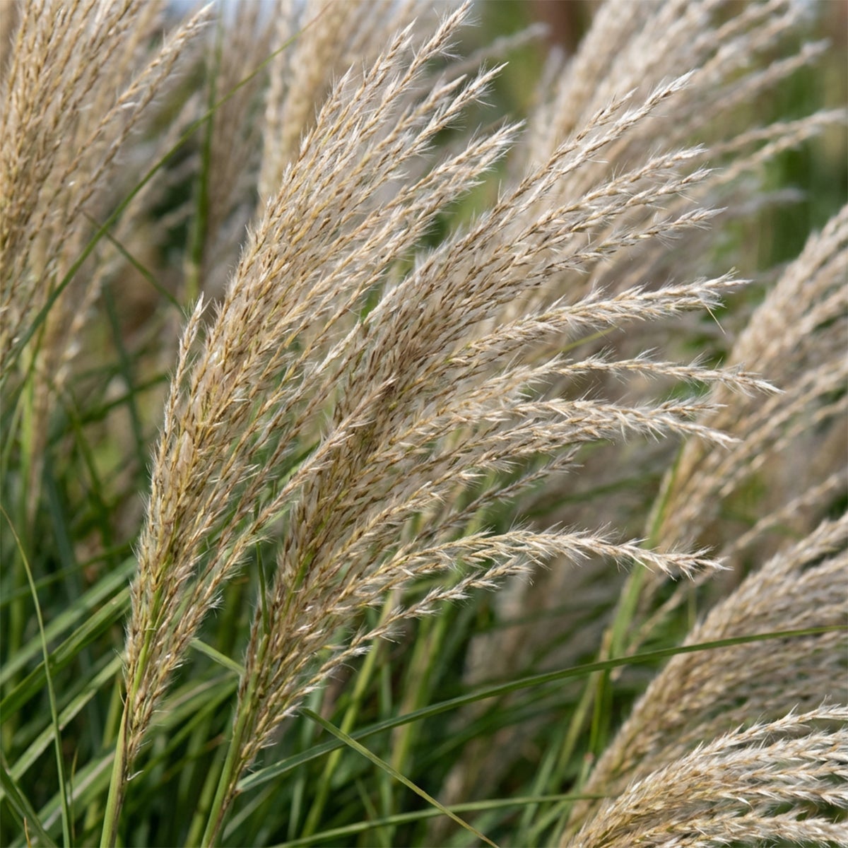 Lot de 6 - Miscanthus sinensis - Graminée ornementale - Rustique - Vivace - H. 10-20 cm - P. 9 cm - 4