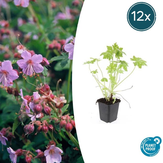 12x Geranio macrorrhizum - Pianta tappezzante resistente con foglie profumate e fiori primaverili, 10-25 cm, vaso Ø9 cm
