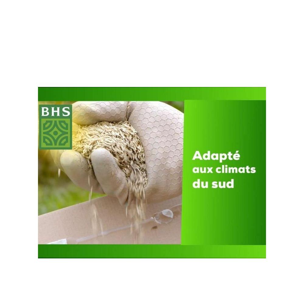 Gazon Kikuyu BHS , 25m² , boite de 300 grs - 3