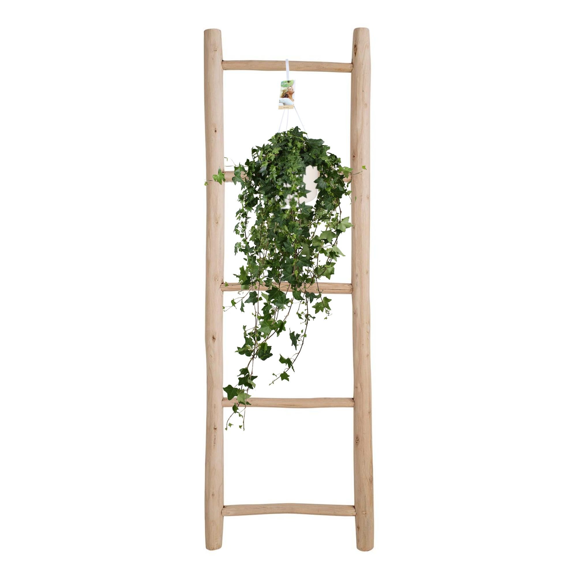 Hedera Helix Pitsburg XXL - Bluszcz wiszący Ø17cm - Roślina doniczkowa dekoracyjna i łatwa w pielęgnacji