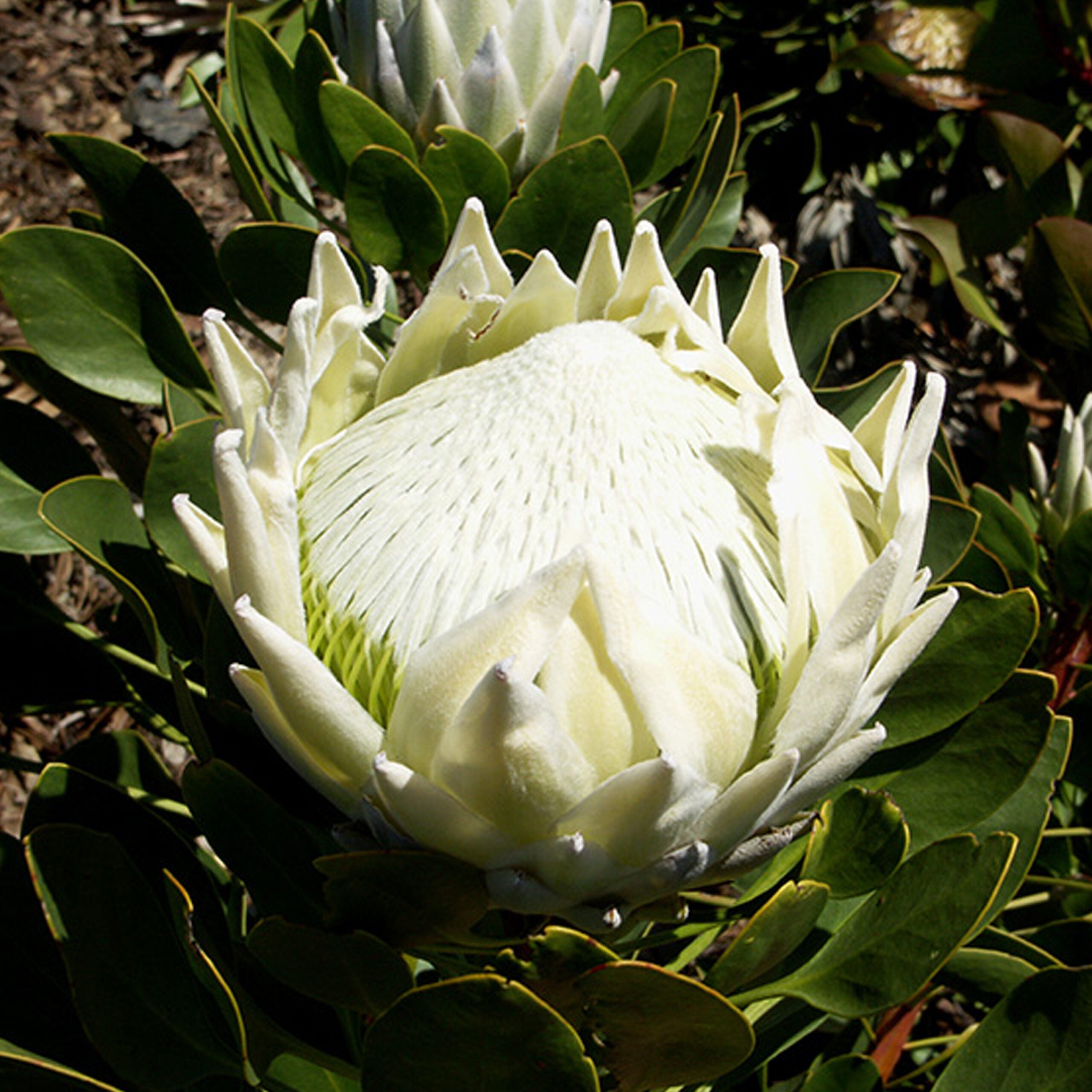 KENTIS - Protea 'White King' - Protea Plante Fleurie - Véritable Plante de Jardin Rustique d'Extérieur - H 50-60 cm Pot Ø 17 cm - 2