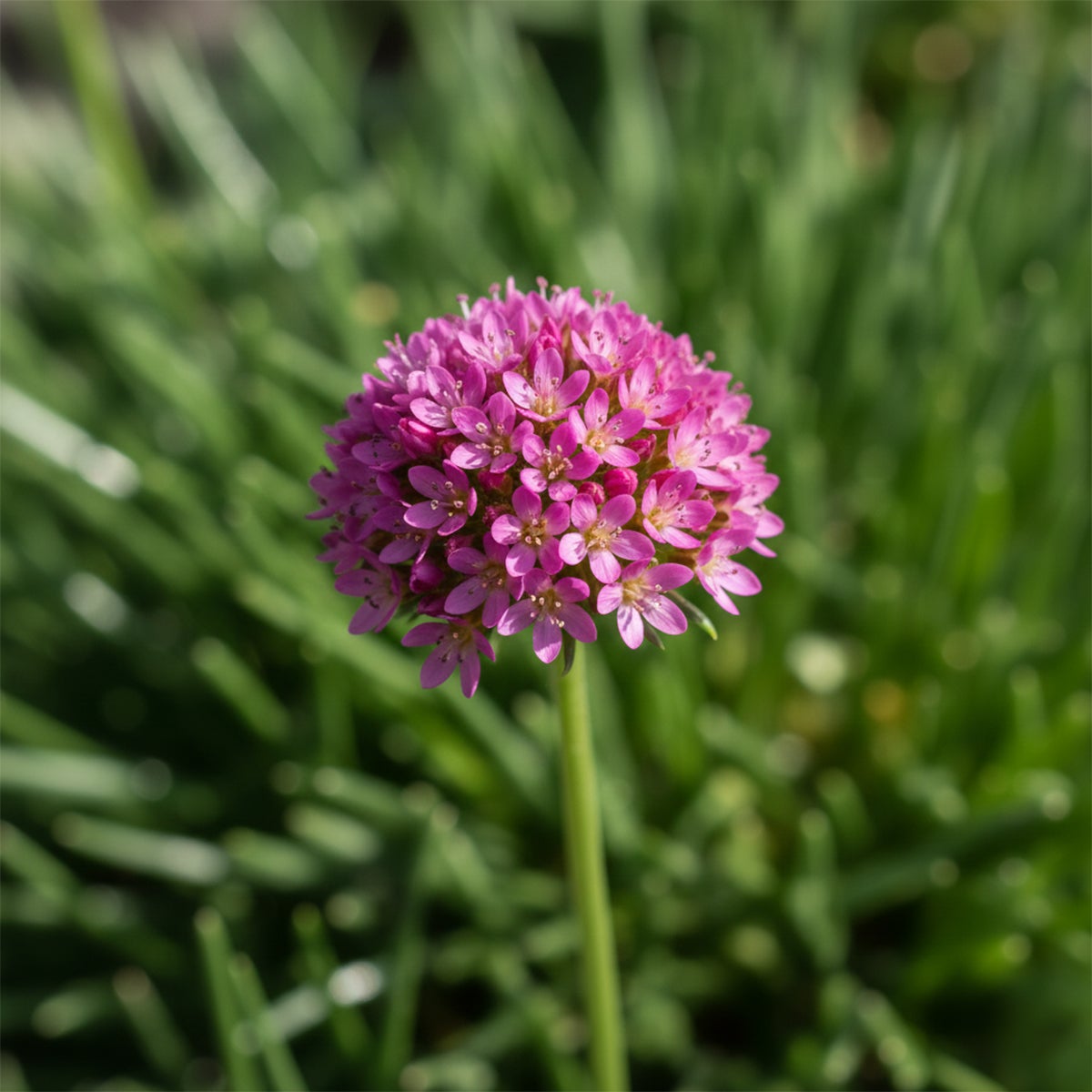 Lot de 6 - Armeria Maritima Abbey Deep Rose - Plante de Jardin - H. 10-20 cm - P. 9 cm - 4