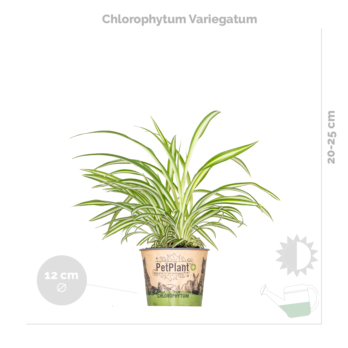 Lot de 3 - Mélange de plantes d’intérieur - Coffea, Dracaena, Chlorophytum - Dépolluantes - 25-35 cm - 4