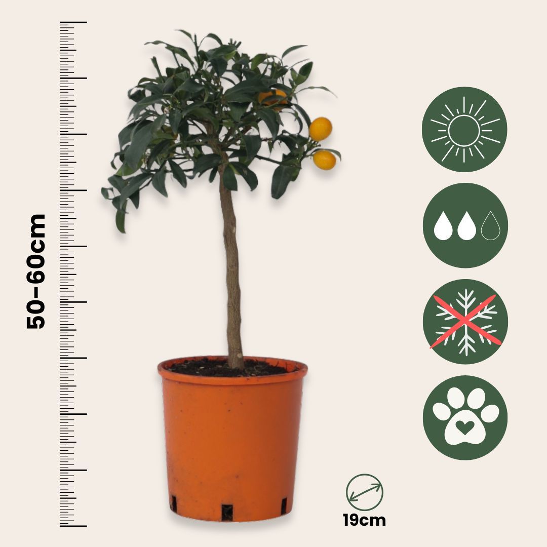 Árboles Frutales Enanos Leroy Merlin