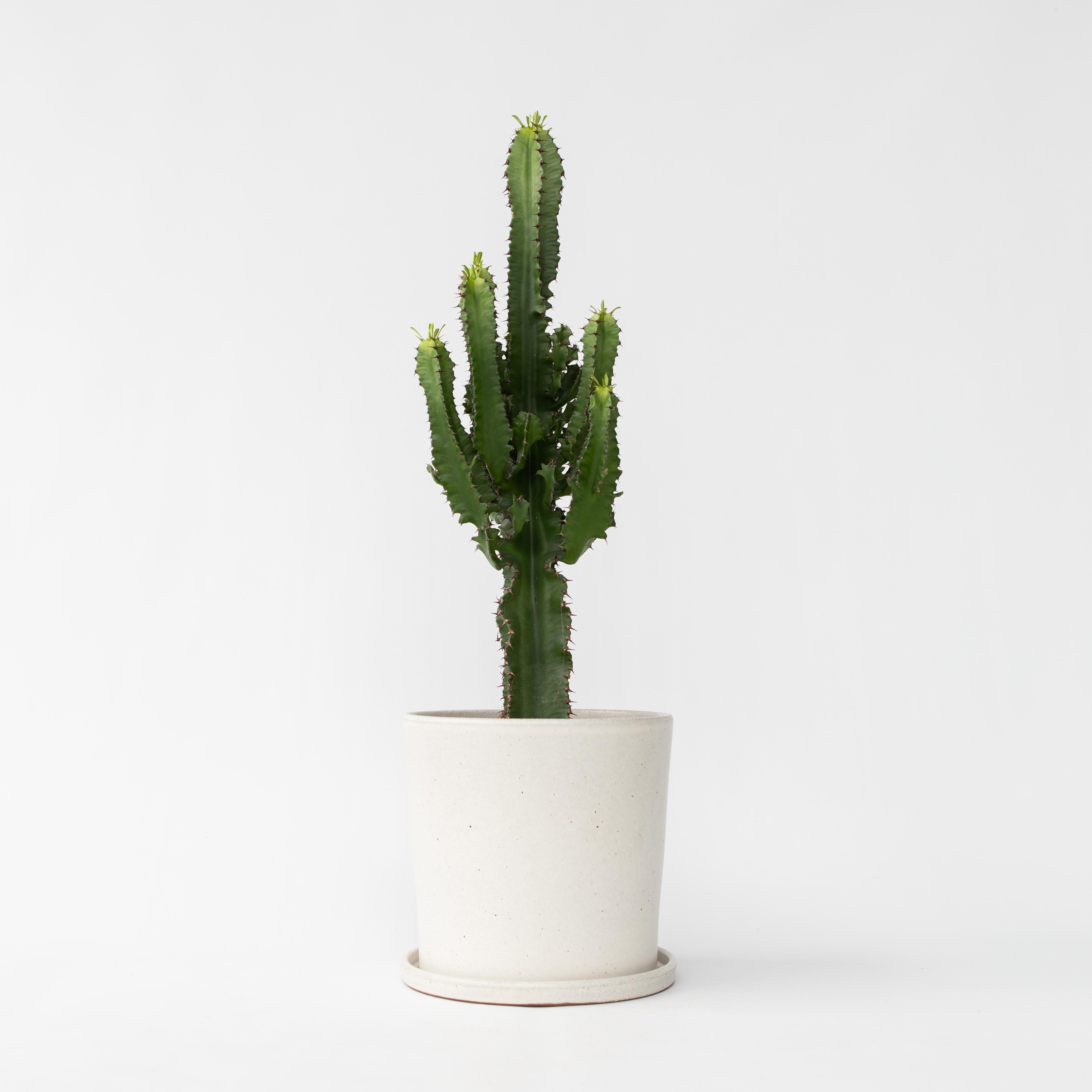 Euphorbe ingens - Euphorbia ingens - Hauteur 50-60cm - ⌀17cm - 6