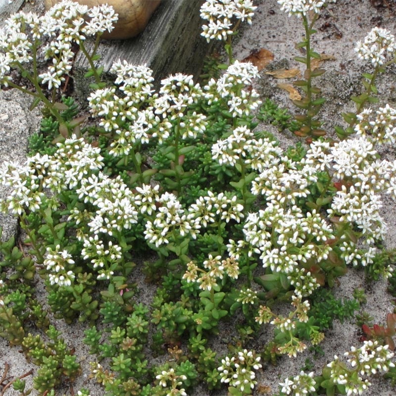 Orpin blanc 'Coral Carpet' Pot de 2L/3L | Leroy Merlin