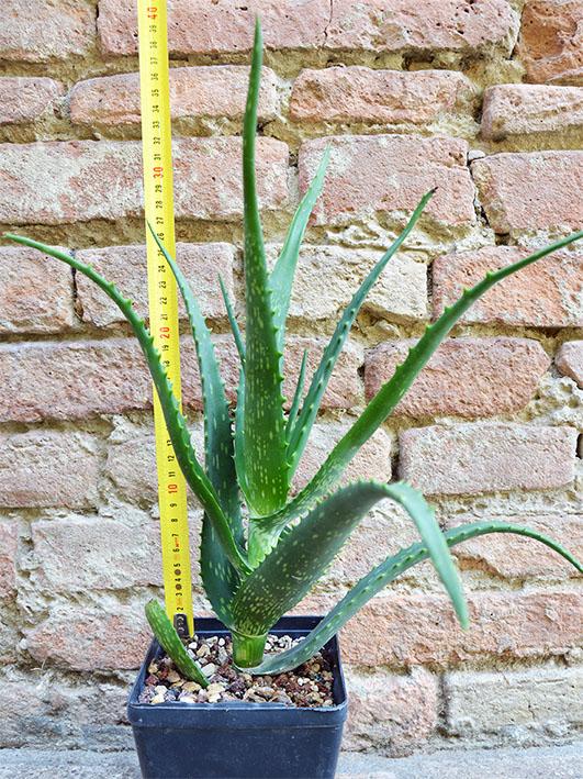 face masks aloe vera Mary&May Vegan Collagen Fresh Aloe Mask main image 1
