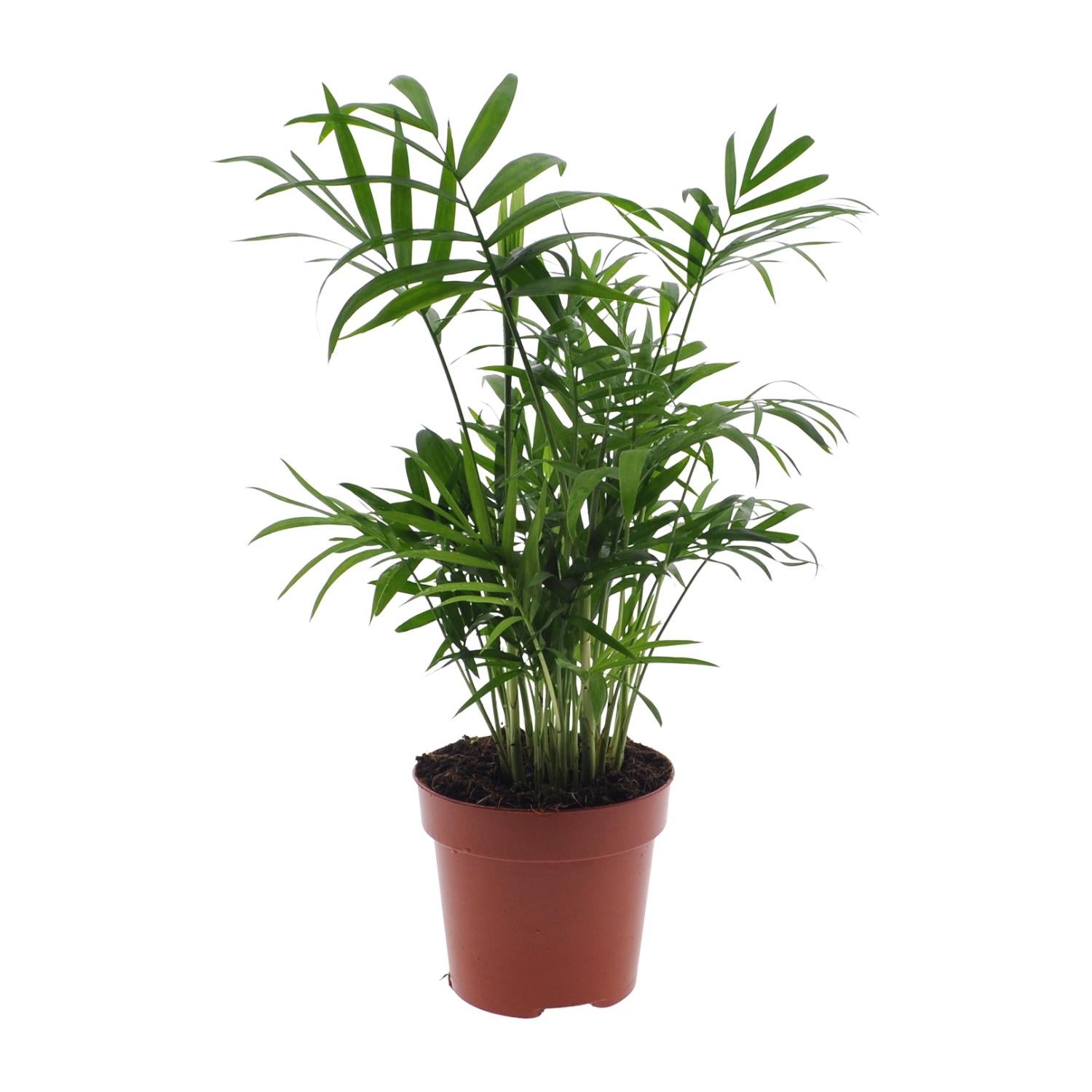 Chamaedorea Elegans - Meksykańska palma górska karłowata - Roślina doniczkowa Ø12cm H40cm