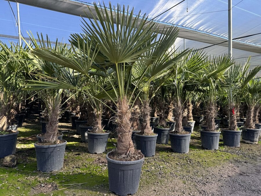 Sunny Tree - Palmier - Trachycarpus Fortunei - Palmier en éventail de Chine - Palmier à chanvre - 140-160 cm Pot compris - Hauteur du tronc 30-40 cm - 7