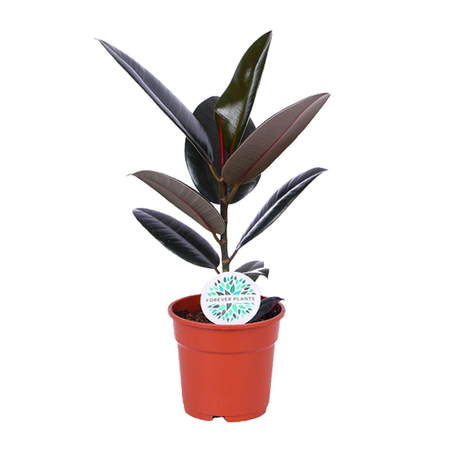 Ficus Elastica Abidjan 17 cm - Roślina doniczkowa 55 cm - Liście błyszczące łatwa pielęgnacja