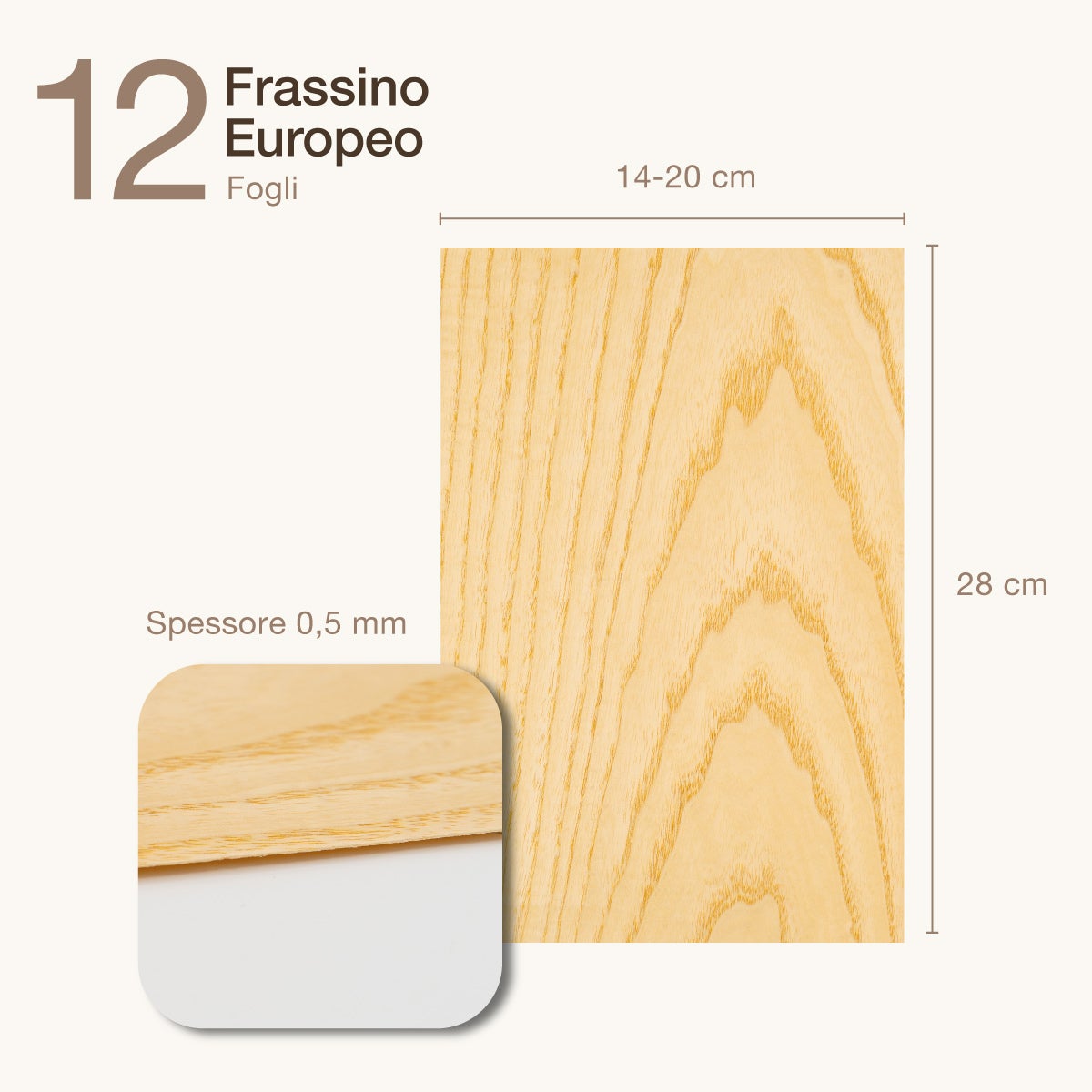 12 FOGLI DI IMPIALLACCIATURA IN LEGNO DI FRASSINO EUROPEO - 2