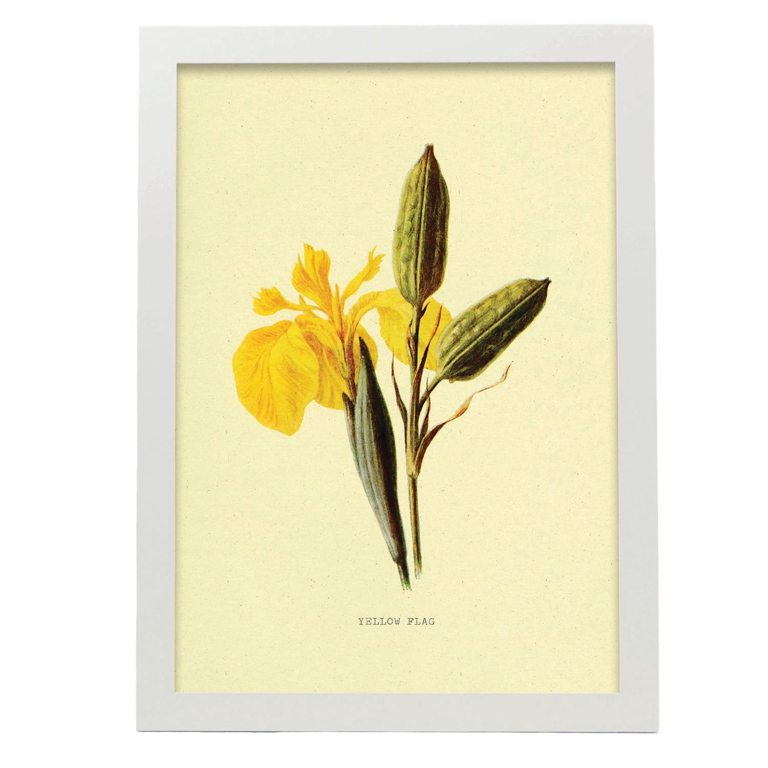 Nacnic Stampa D'Arte Da Parete – Manifesto Uva Verde, Stile Vintage, Cornice Nera Inclusa, Dimensioni A3 (29,7x42 Cm)
