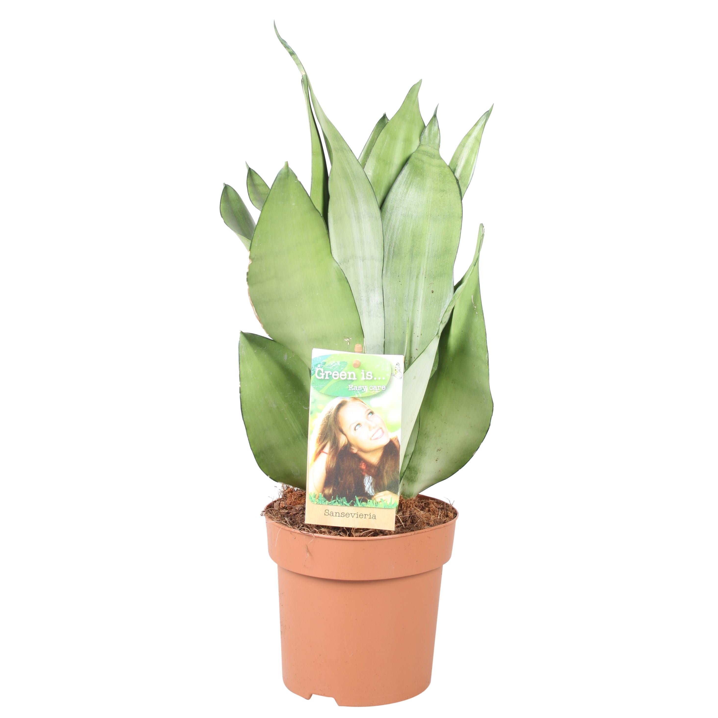 Sansevieria Moonshine - Roślina doniczkowa ozdobna - Doniczka Ø14cm - Wys. 40cm