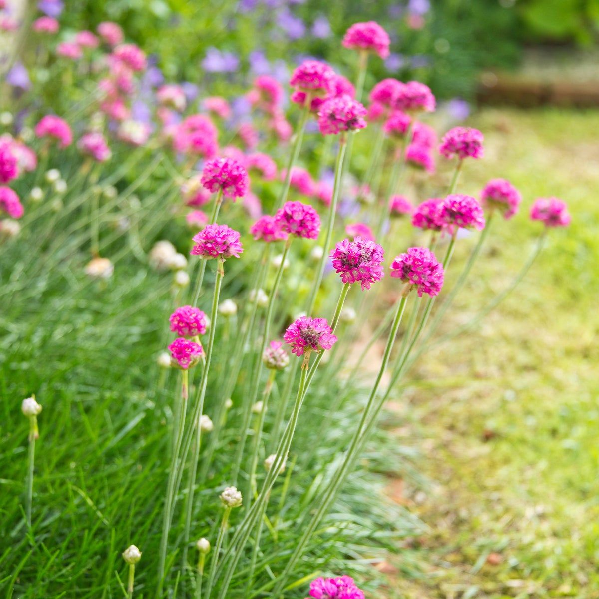 Lot de 6 - Armeria Maritima Abbey Deep Rose - Plante de Jardin - H. 10-20 cm - P. 9 cm - 3