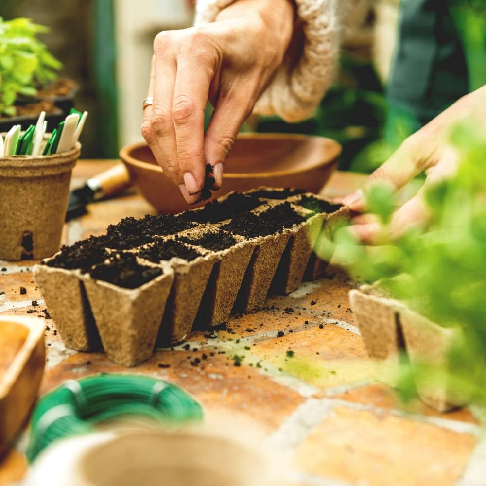 12 Erbe Aromatiche Semi: Basilico, Erba Cipollina, Prezzemolo, Menta, Salvia, Lavanda, Finocchio, Origano, Valeriana, Camomilla, Timo, Rosmarino - 3