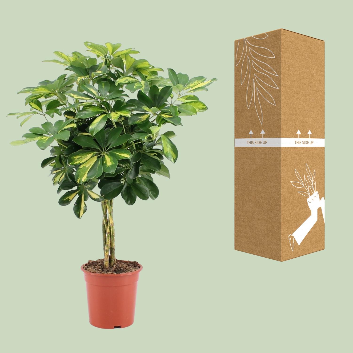Plante Schefflera Arboricola Gold Capella - Diamètre 19cm, Hauteur 75cm– MOSELOTA Green - 3