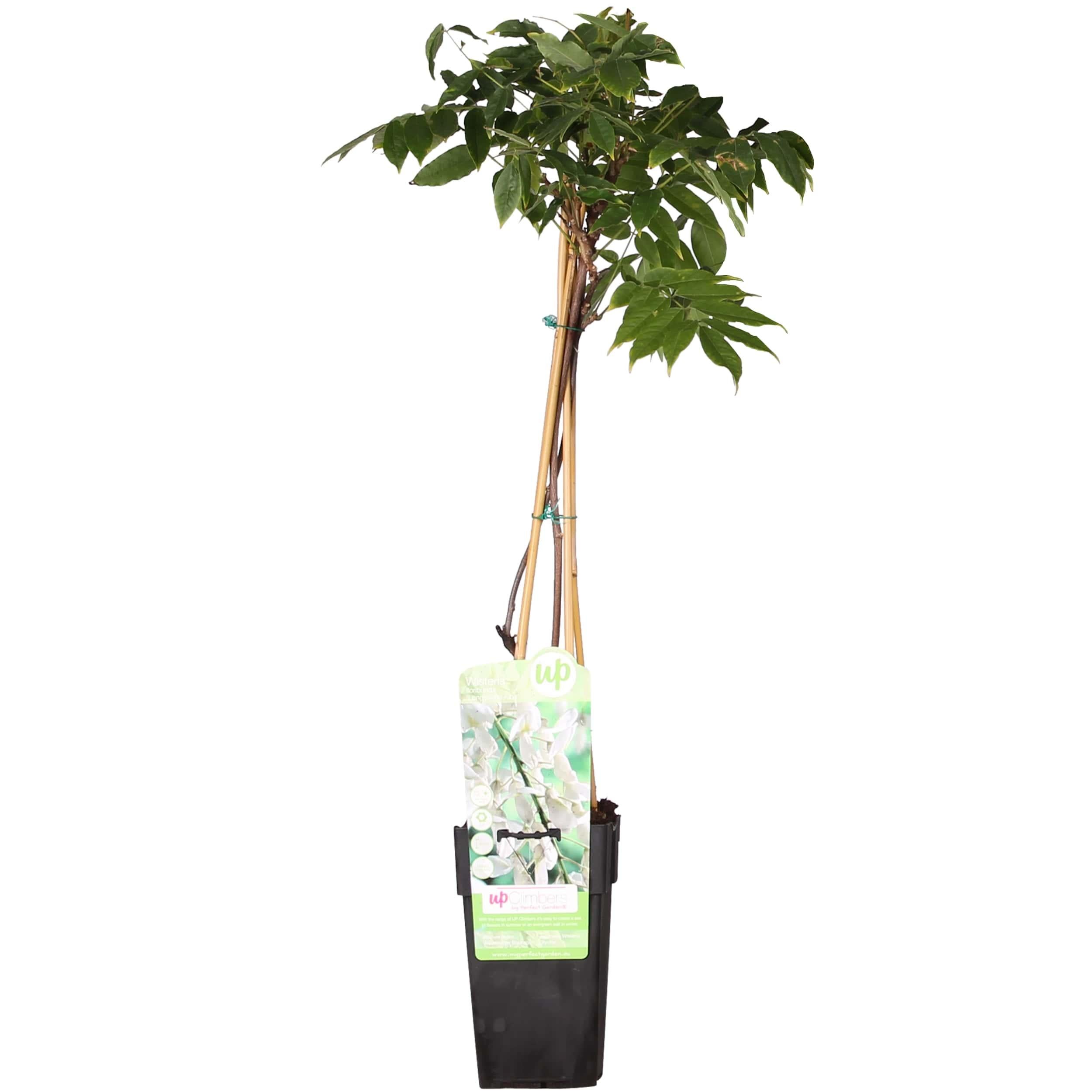 Wisteria floribunda 'Longissima Alba' - Glicynia białe kwiaty - 15cm - 65cm
