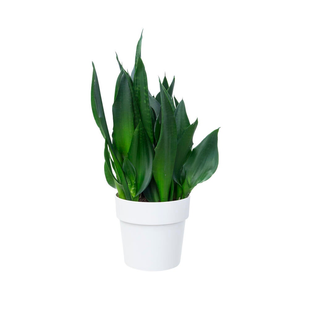 Elho B.for Original Tour 30 Vase rond blanc - 4