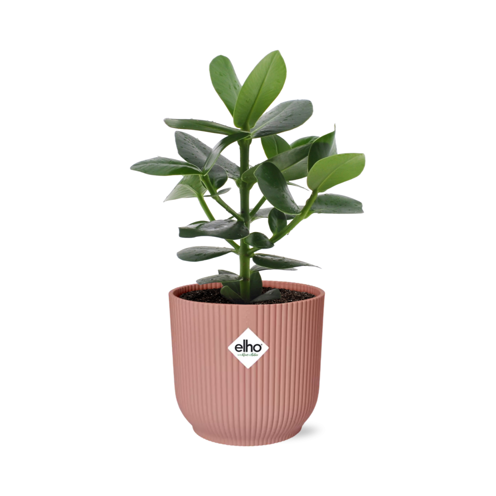 Clusia Princess - Roślina doniczkowa Autograph Tree w ozdobnej doniczce ELHO Vibes Fold 14cm różowej
