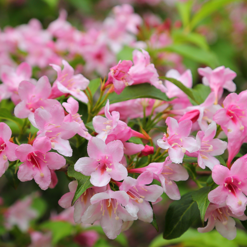Weigela carnaval Weigela carnaval Pot 3L Leroy Merlin