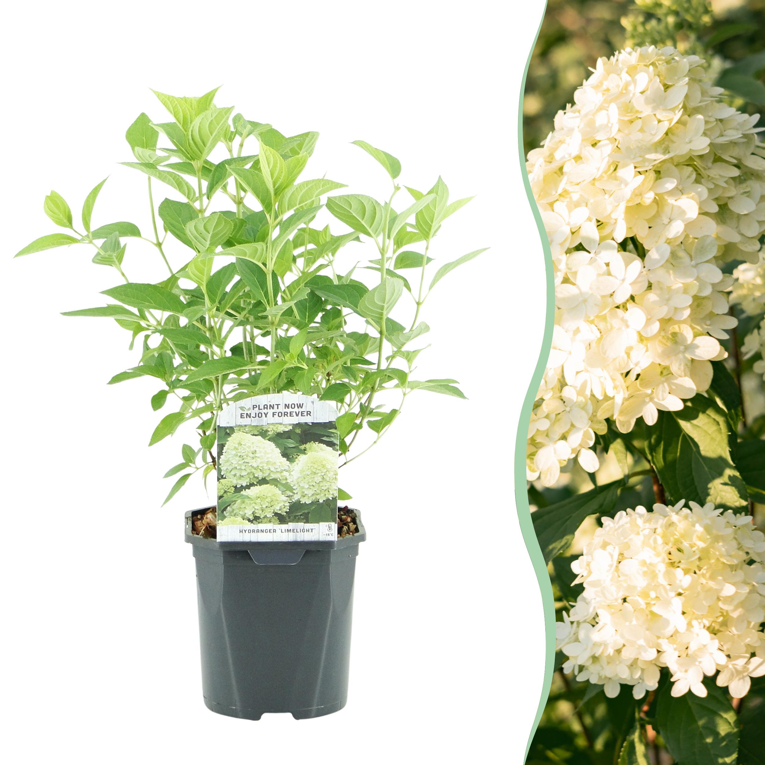 Hydrangea Panniculata Limelight – Hortensja bukietowa – Kwiaty kremowo-białe – 1 roślina – Liściasta – Duże kwiaty – Doniczka 17 cm – Wysokość 50 cm