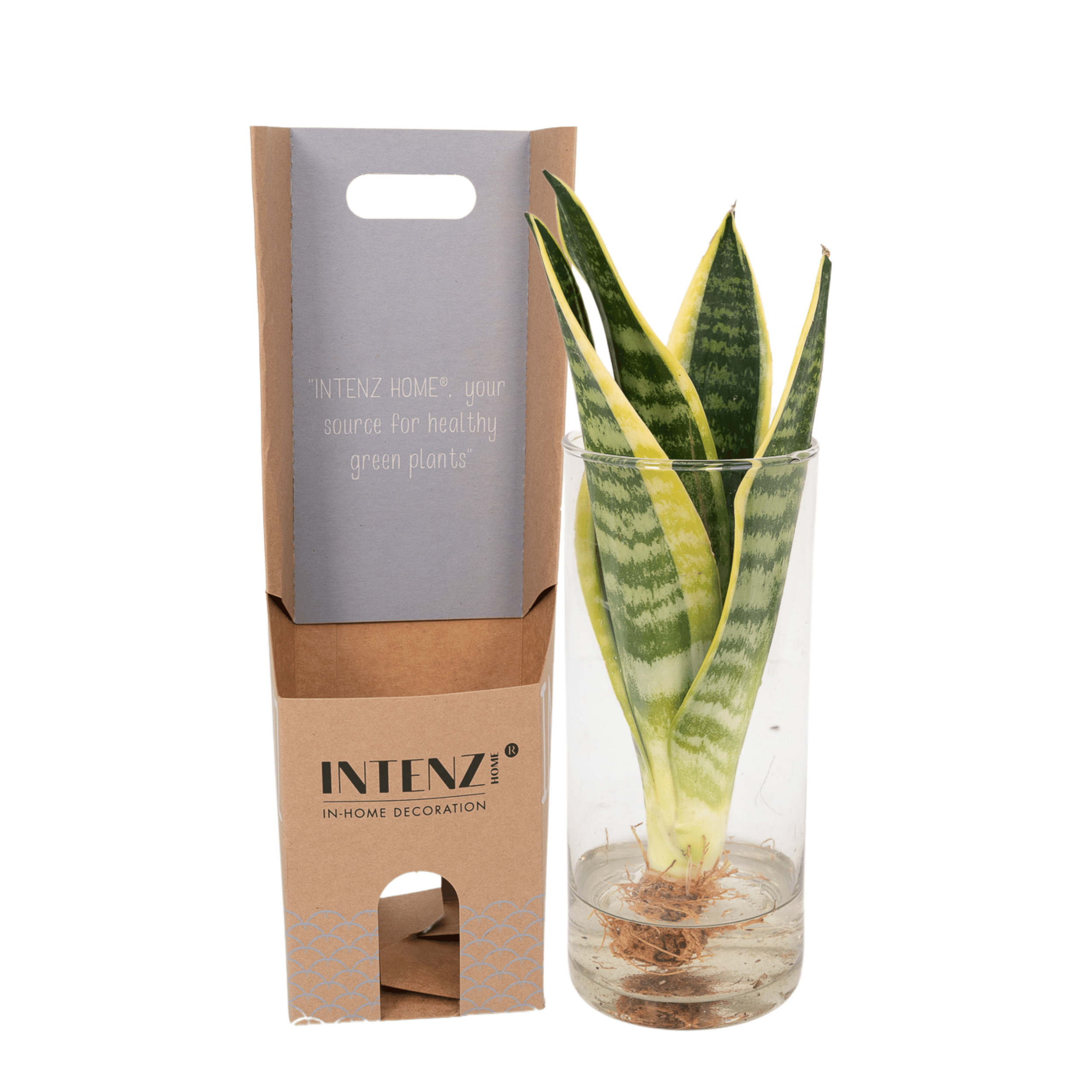 Sansevieria w szklanym cylindrycznym doniczce - 12 cm - 30 cm, łatwa w pielęgnacji