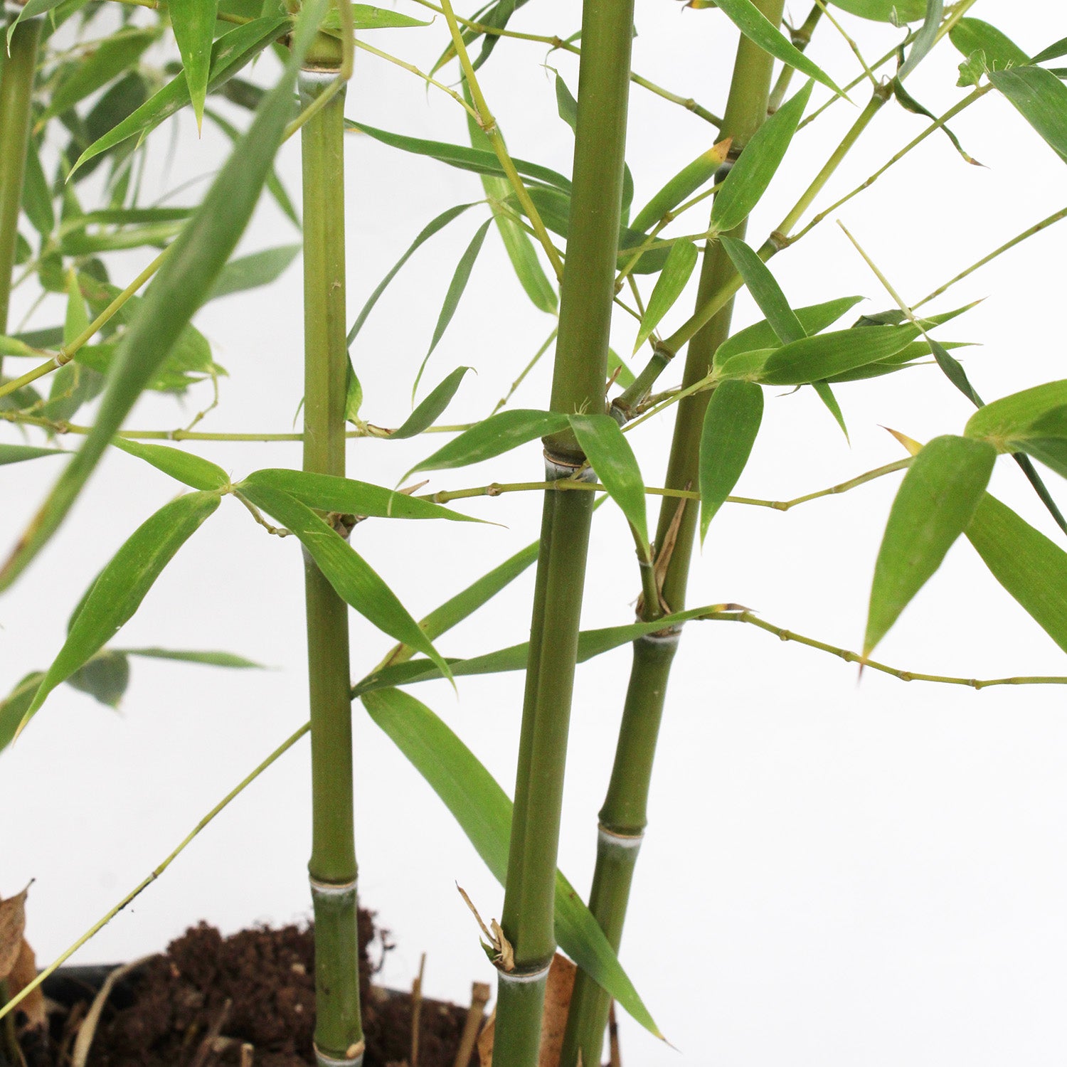 KENTIS - Bambusa Aurea - Véritable Bambou d'Extérieur - Plantes de Bambou pour Jardin - H 145-200 cm Pot Ø 24 cm - 2