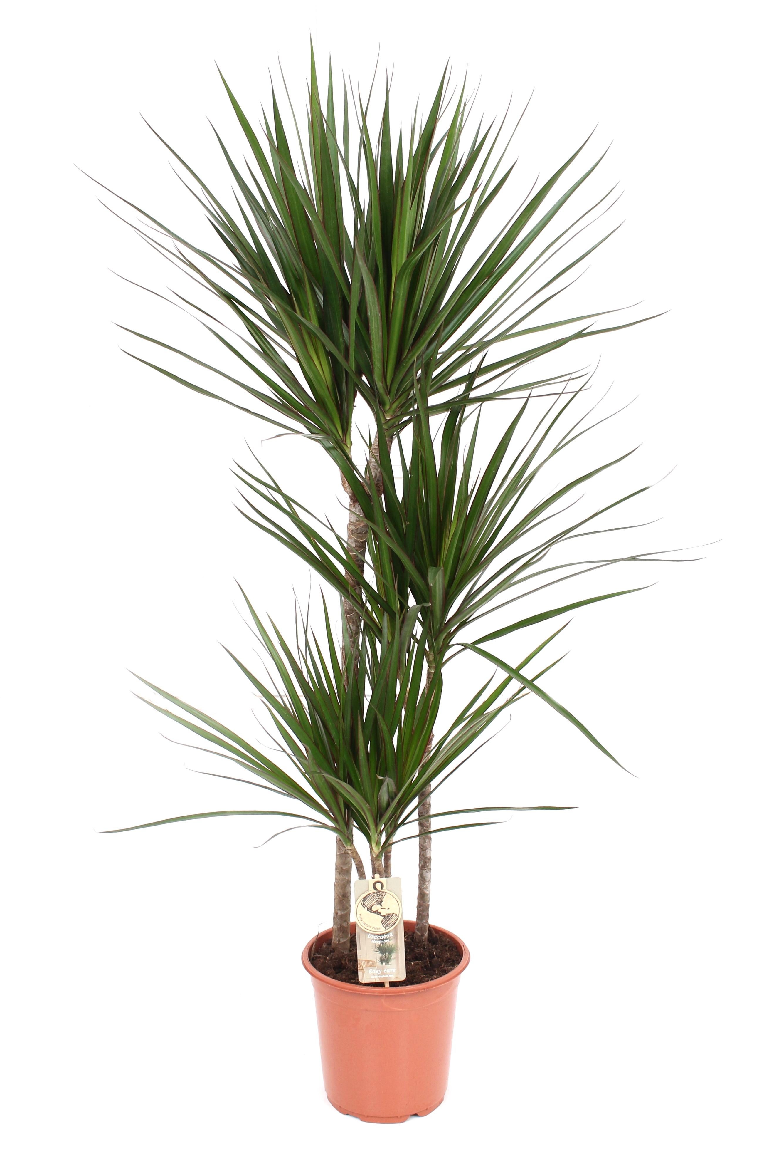Roślina Dracaena Marginata doniczka Ø21cm wysokość 120cm – Ozdobna roślina doniczkowa wytrzymała i łatwa w pielęgnacji