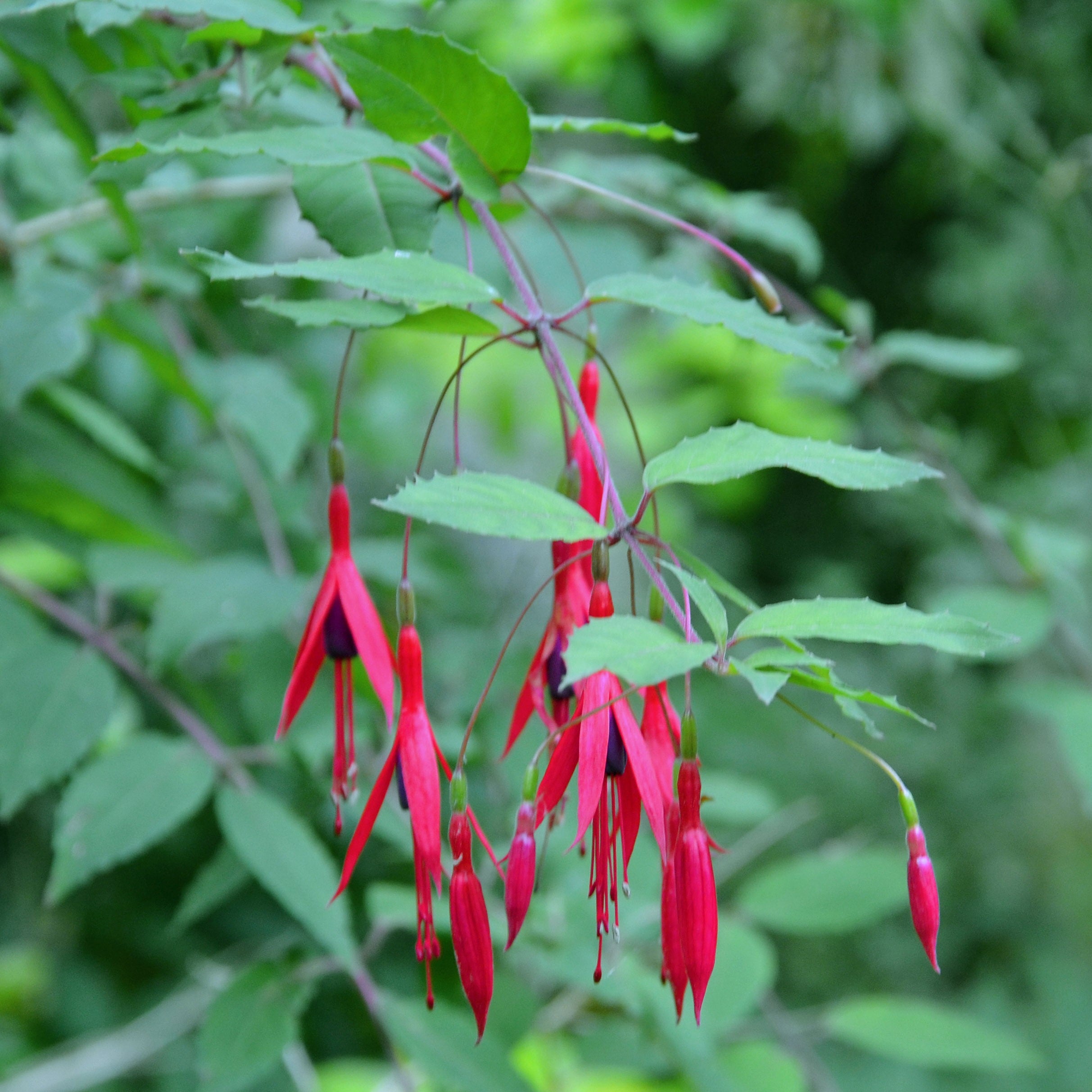 Fuchsia de Magellan 'Alba' Godet de 8/9 cm | Leroy Merlin